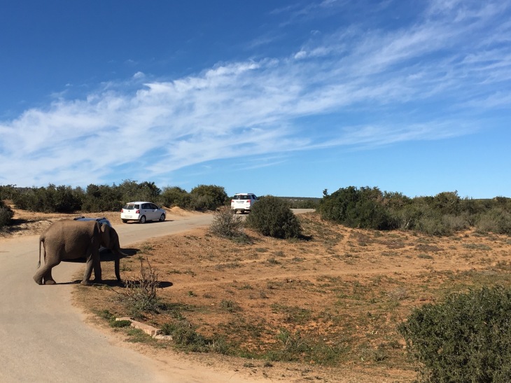 Self drive at Addo Elephant National Park 